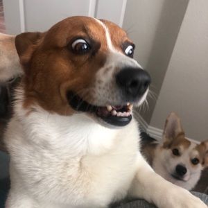 Meet your Posher, Judy